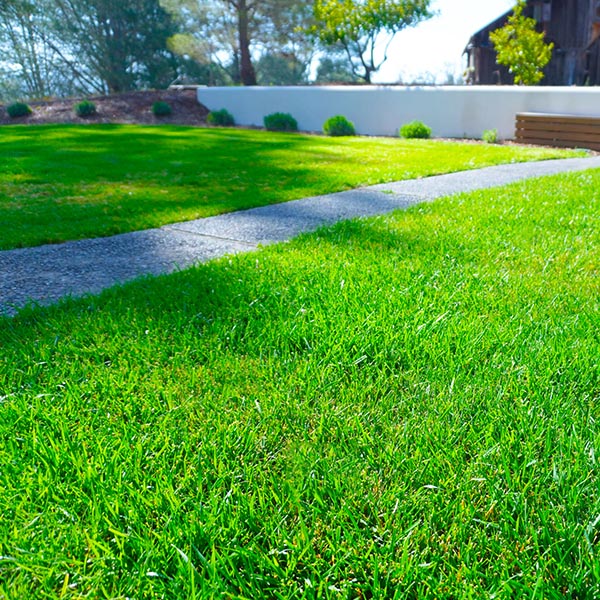 Image of lawn